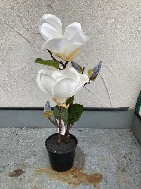 MAGNOLIA PLANT WIT IN POTJE NIEUW