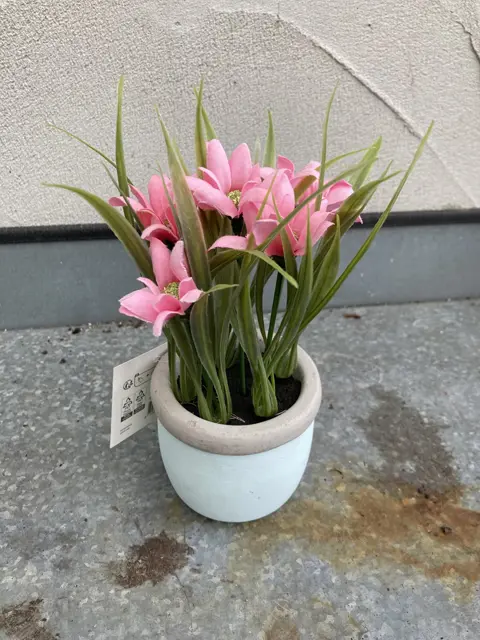 SPRING FLOWER PLANT IN POTJE NIEUW