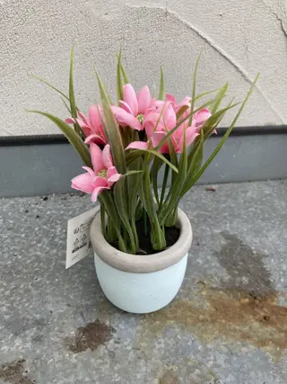 SPRING FLOWER PLANT IN POTJE NIEUW