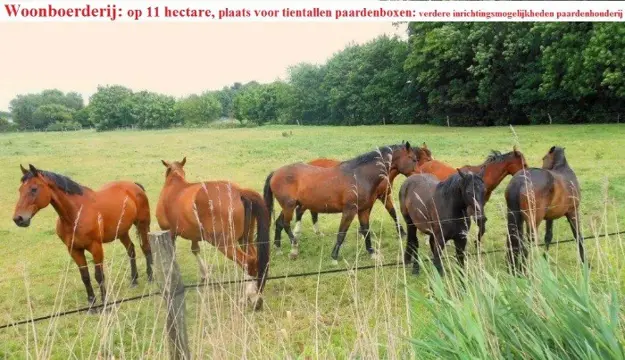 Woonboerderij, 11 hectare, stalruimte