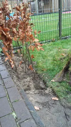 Haagbeuk kopen met korting