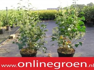 Struiken kopen voor in de tuin
