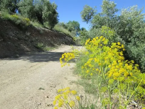 ANDALUSIE ZUID SPANJE ZONVAKANTIE