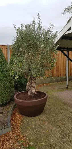 Mooie grote ronde bloembak model ERCOLE