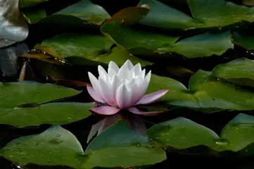 Een goed voornemen: Geestelijk afvallen.