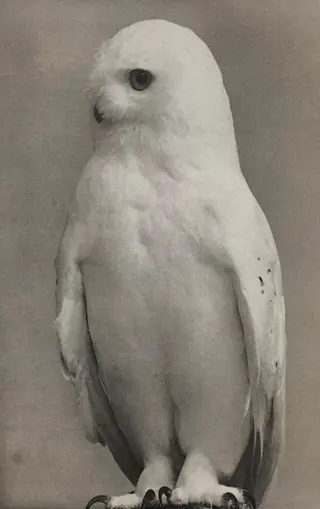 Masao Yamamoto (1957) - Snow White