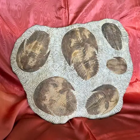 Trilobiet - doden plaat - Cambropallas telesto - 38×2.5×46