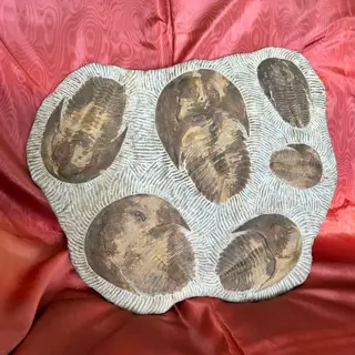 Trilobiet - doden plaat - Cambropallas telesto - 38×2.5×46