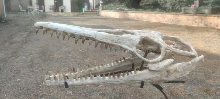 Mosasaurus - Schedel - 25×22×66 cm