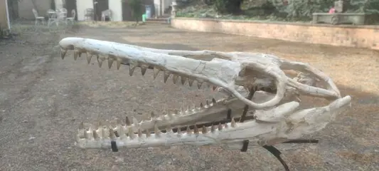 Mosasaurus - Schedel - 25×22×66 cm