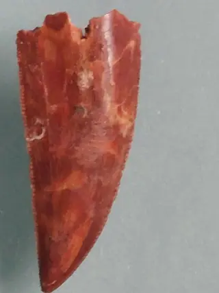 Absolute zeldzaamheid Carcharodontosaurus tand - Tand -