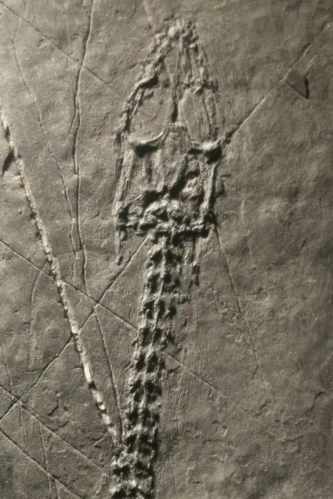 Zeereptiel - Matrix plaat - Keichousaurus - 30.5×10.8×1.4 cm