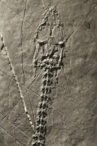 Zeereptiel - Matrix plaat - Keichousaurus - 30.5×10.8×1.4 cm