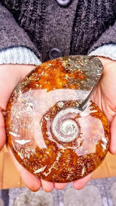 Ammoniet - mooie Oranje kleuren - Fossiel, - Cleoniceras -