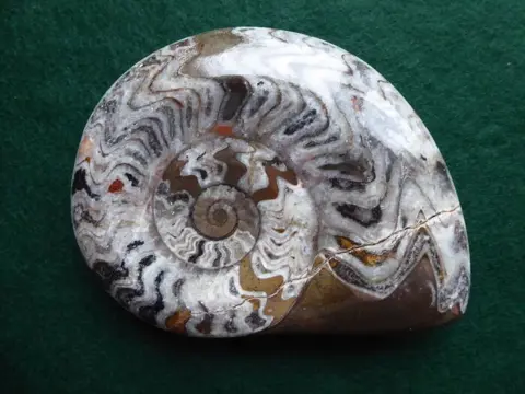 Ammoniet - gepolijst individu - Goniatite