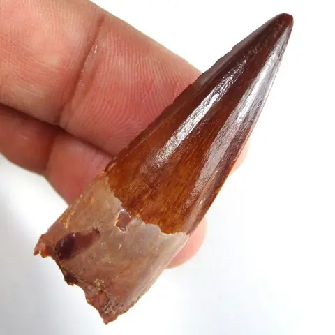 Dinosaurus - Tand - Spinosaurus aegyptiacus - Coolnatural