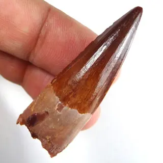 Dinosaurus - Tand - Spinosaurus aegyptiacus - Coolnatural