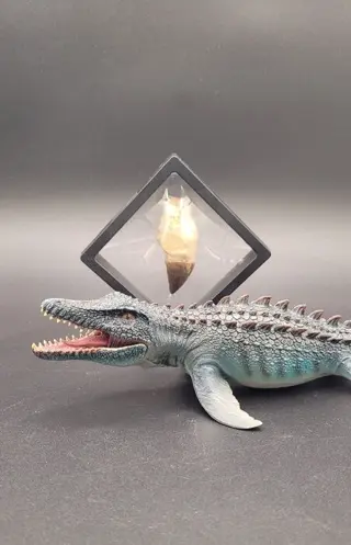 Mosasaurus - Tand - Mosasaurus