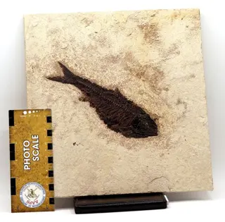Uitstekende fossiele vis - Museumkwaliteit - Zichtbare