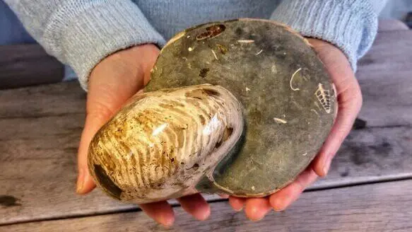 Ammoniet - Fossiel - Cleoniceras - Top quality Large