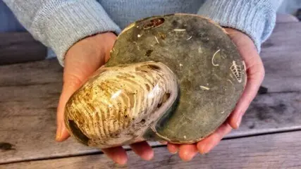 Ammoniet - Fossiel - Cleoniceras - Top quality Large