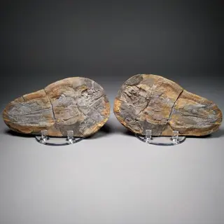 Schitterende fossiele vis - platen met fossiele