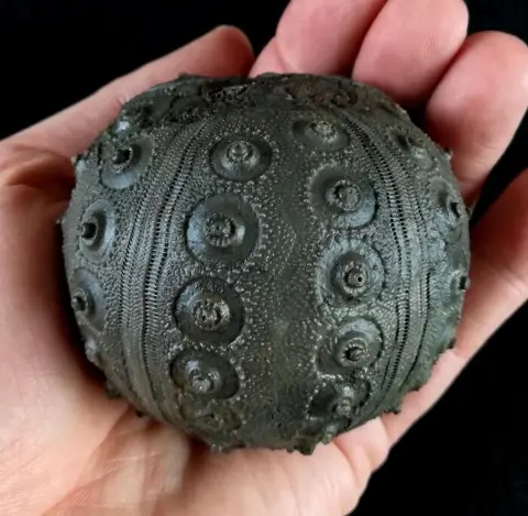 Indrukwekkende zee-egel!!! - Uitzonderlijke maat, 70 mm!!!