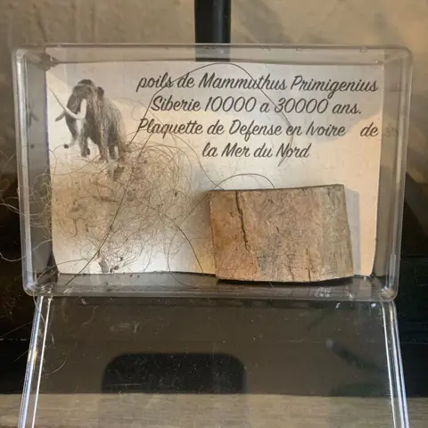 Wolharige mammoet - Authentiek mammoethaar en