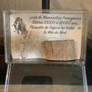 Wolharige mammoet - Authentiek mammoethaar en