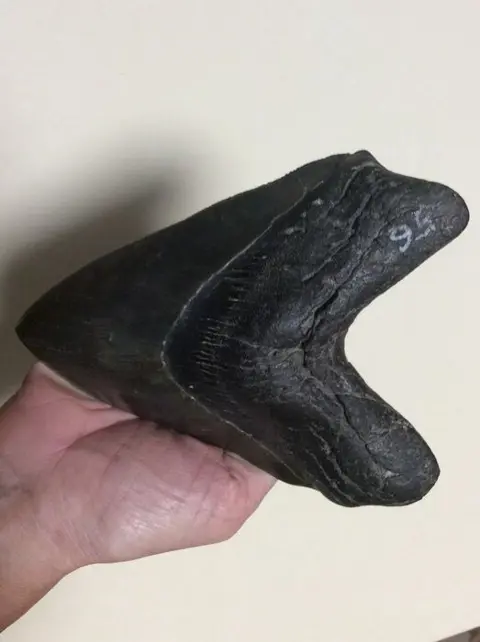 Megalodon - Gebit - Carcharocles