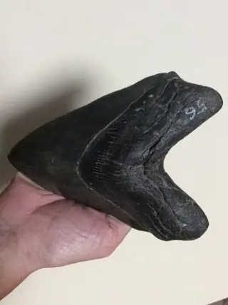 Megalodon - Gebit - Carcharocles