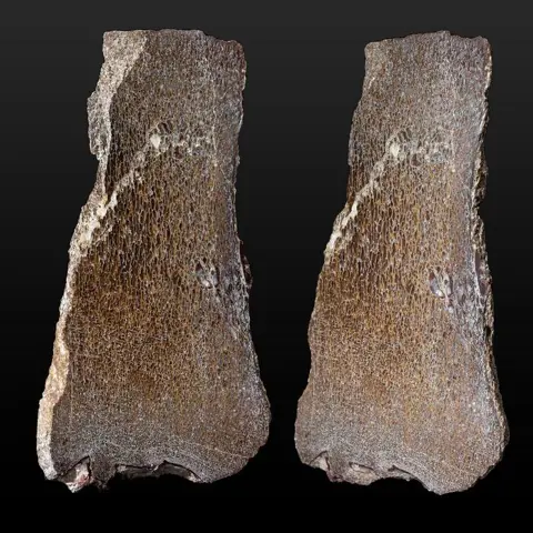 Mooie gepolijste dinosaurusbotplak - ook wel edelstenen