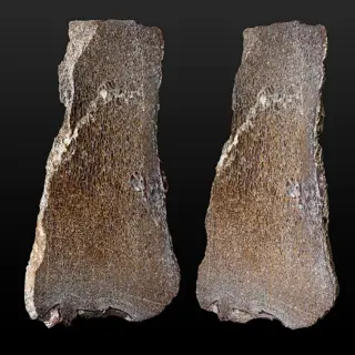 Mooie gepolijste dinosaurusbotplak - ook wel edelstenen