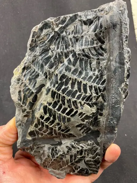 Mooie gefossiliseerde plant - Op matrix - Neuropteris sp. -