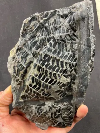 Mooie gefossiliseerde plant - Op matrix - Neuropteris sp. -