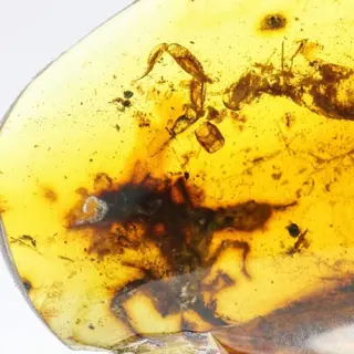 Amber met schorpioen uit de dinosaurusperiode