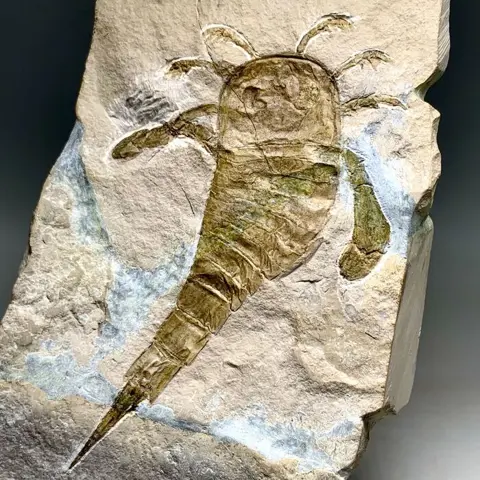 Prachtige Sea Scorpion - groot volwassen exemplaar, 12 cm!