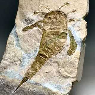 Prachtige Sea Scorpion - groot volwassen exemplaar, 12 cm!