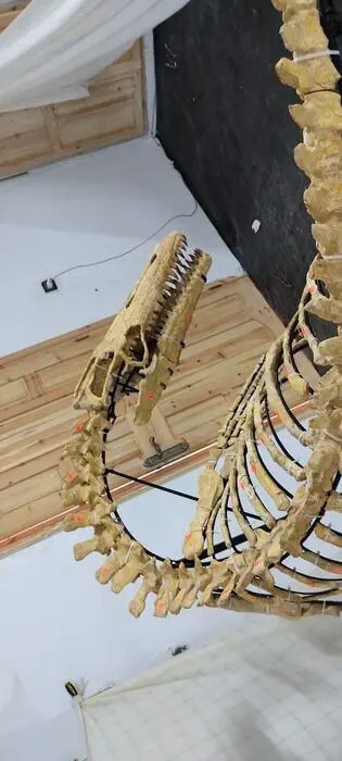Mosasaurus - Gearticuleerd skelet