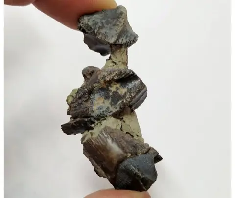 3 enorme Triceratops-tanden - Hell Creek Fm - Montana -