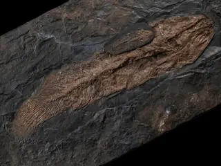 Set van 2 moddervissen - reus en juveniel - beide in goede