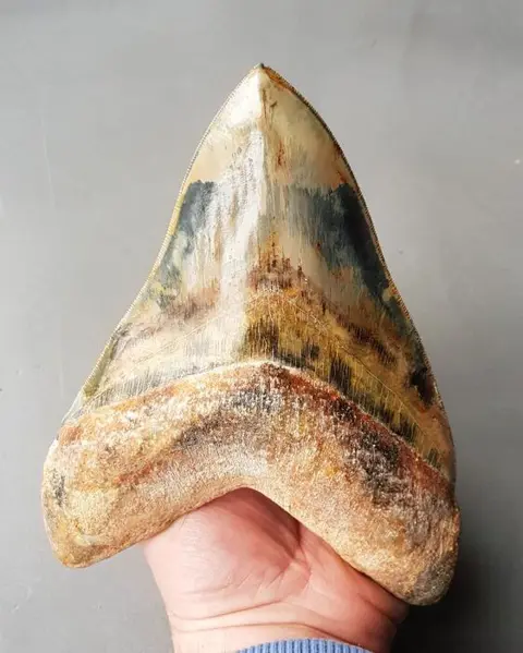 Megalodon - Worlds BIGGEST 17,7cm! - Tand - 177×132×30 mm