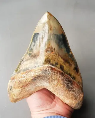 Megalodon - Worlds BIGGEST 17,7cm! - Tand - 177×132×30 mm