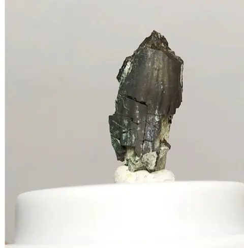 Maiasaura-tanden - Hadrosaurid - Gebit