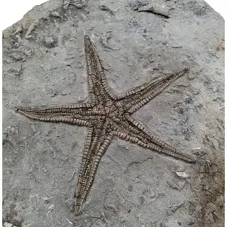 Zeester - stekelhuidigen - astropecten martis - 27×25×4 cm