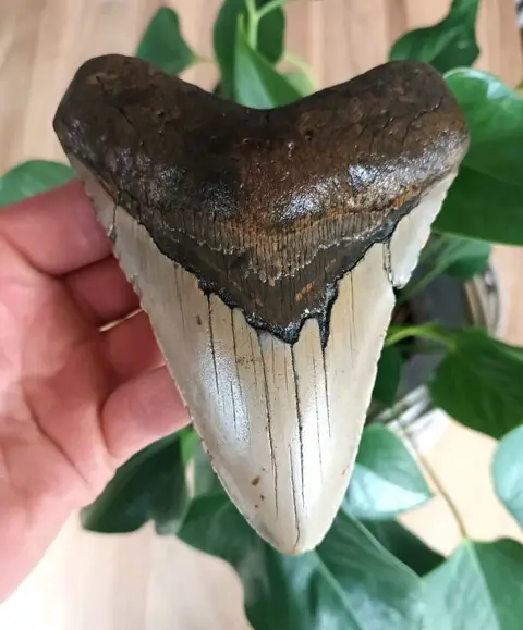 Megalodon - Tand - 132×103×25 mm