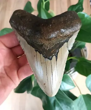 Megalodon - Tand - 132×103×25 mm