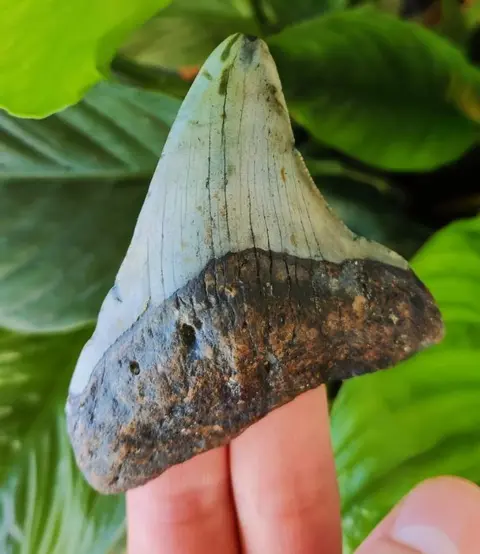 Megalodon - Tand - 83×62×17 mm