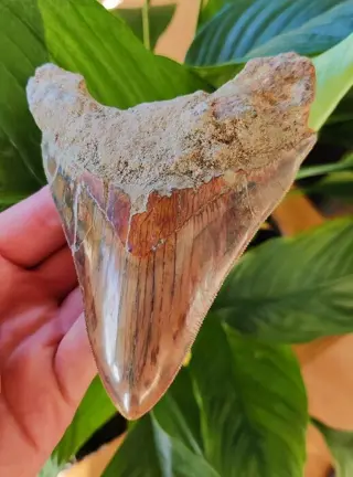 Megalodon - Tand - 120×90×24 mm