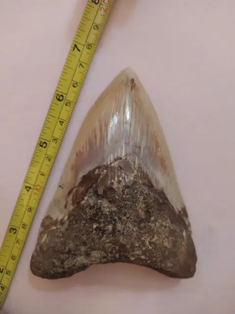 Megalodon - Tand - Carcharocles megalodon 11,8 cm (4,6